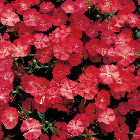 Coral Diamond, Dianthus - Packet image number null